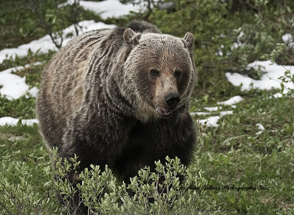 Grizzly Bear - Male