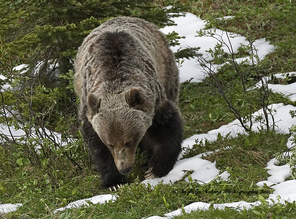 Grizzly Bear - Male