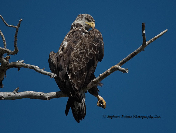 American Bald Eagle - Immature