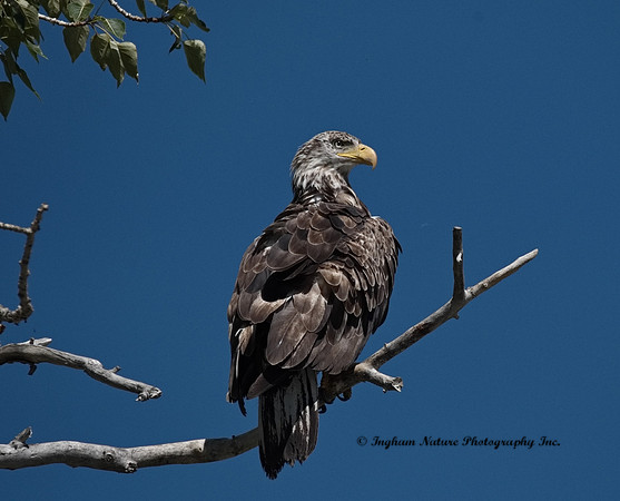 American Bald Eagle - Immature