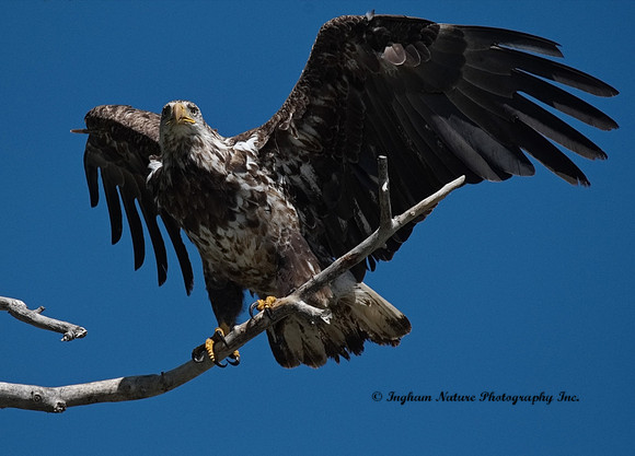 American Bald Eagle