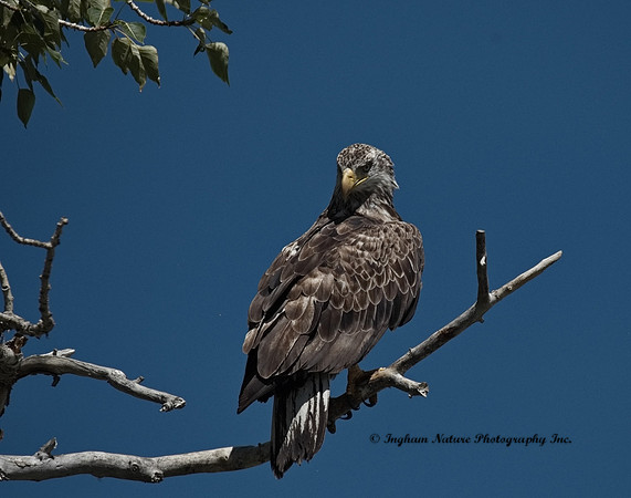 American Bald Eagle - Immature