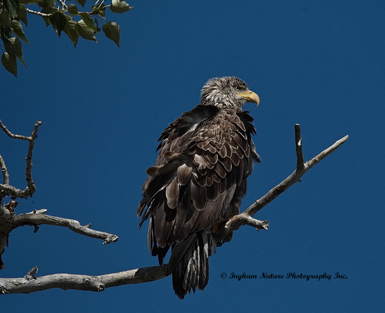 American Bald Eagle - Immature