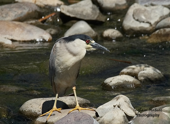 Black-Crowned Night Heron - Adult