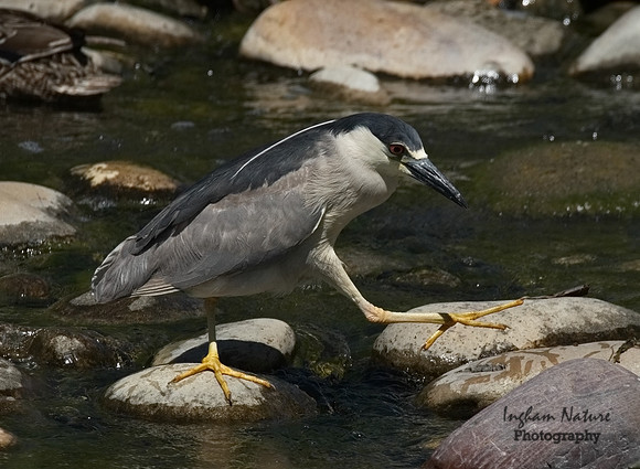 Black-Crowned Night Heron - Adult
