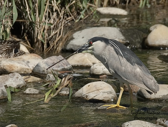 Black-Crowned Night Heron - Adult
