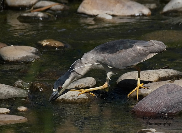 Black-Crowned Night Heron - Adult