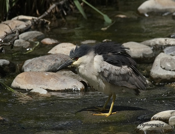Black-Crowned Night Heron - Adult