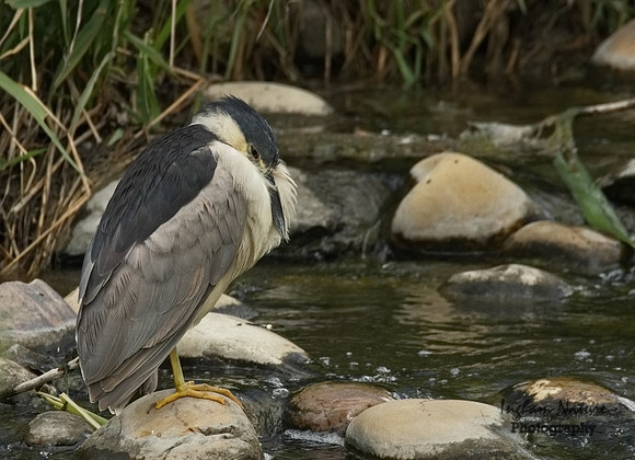 Black-Crowned Night Heron - Adult