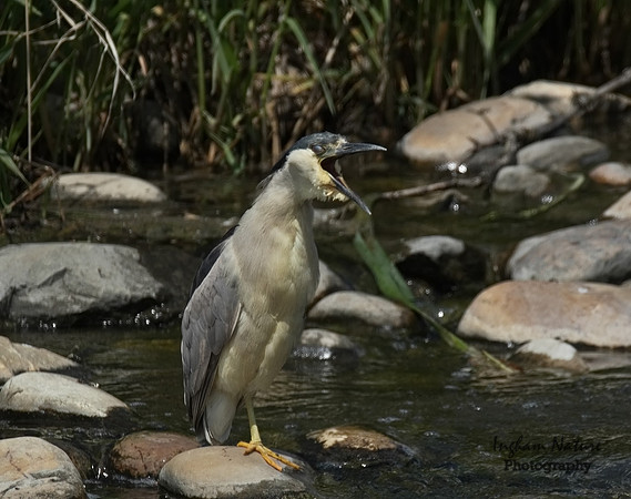 Black-Crowned Night Heron - Adult