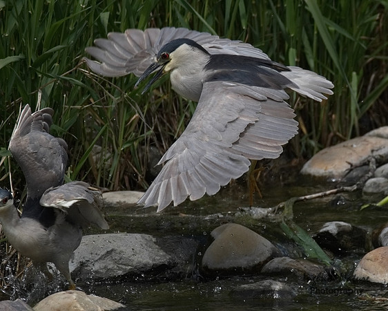 Black-Crowned Night Heron - Adult