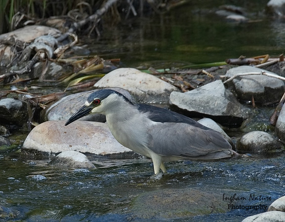 Black-Crowned Night Heron-- Adult