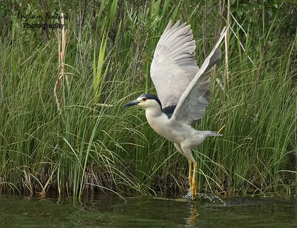 Black-Crowned Night Heron - Adult