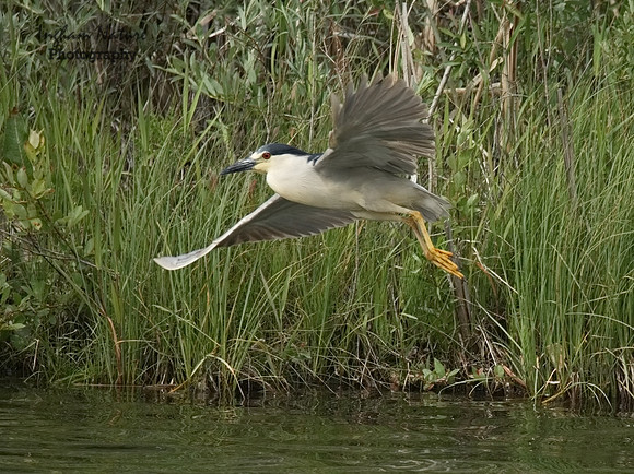 Black-Crowned Night Heron - Adult
