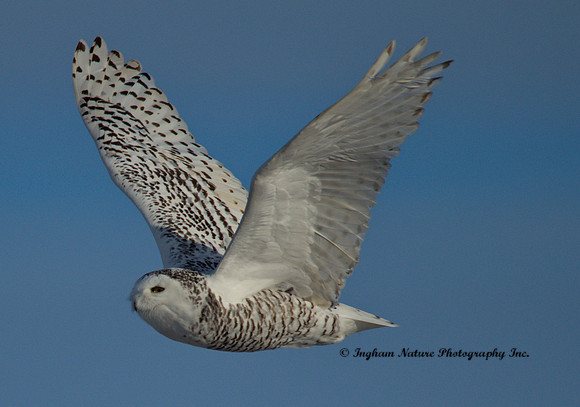 Snowy Owl