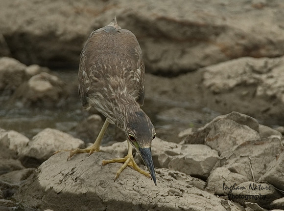 Black-Crowned Night Heron - Immature