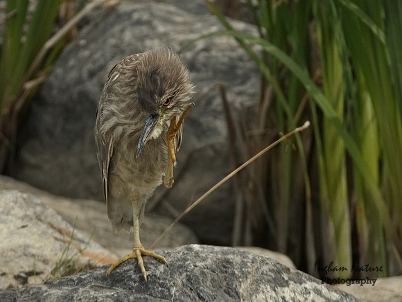 Black-Crowned Night Heron - Immature