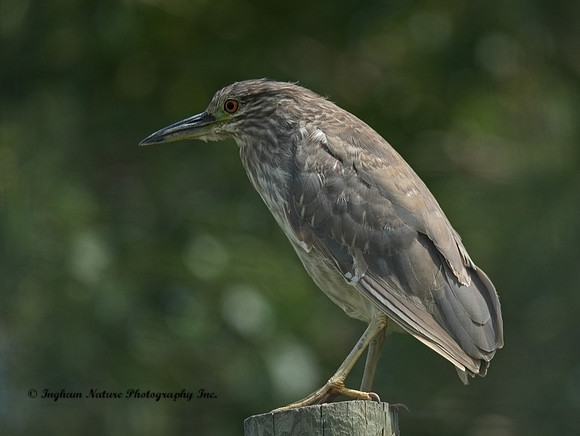 Black-Crowned Night Heron - Immature