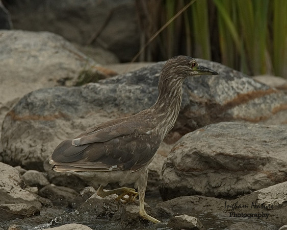 Black-Crowned Night Heron - Immature
