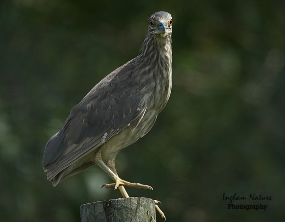 Black-Crowned Night Heron - Immature