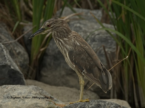 Black-Crowned Night Heron - Immature