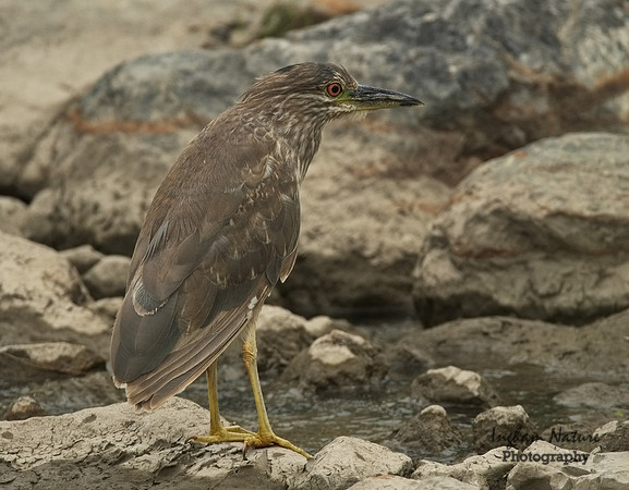 Black-Crowned Night Heron - Immature