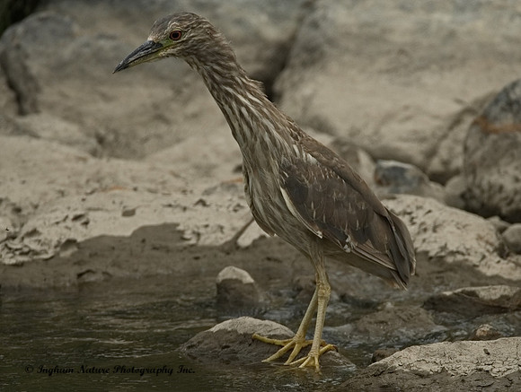 Black-Crowned Night Heron - Immature