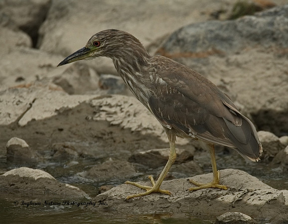 Black-Crowned Night Heron - Immature