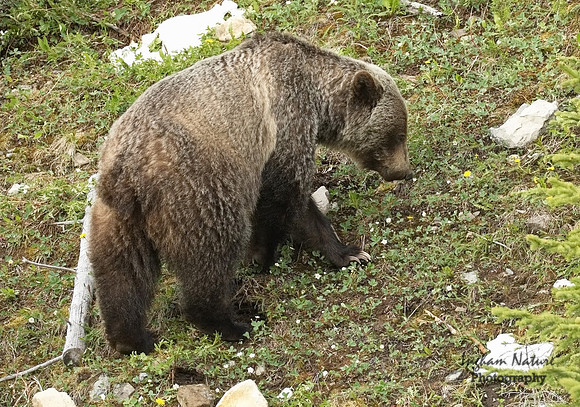 Grizzly Bear - Male