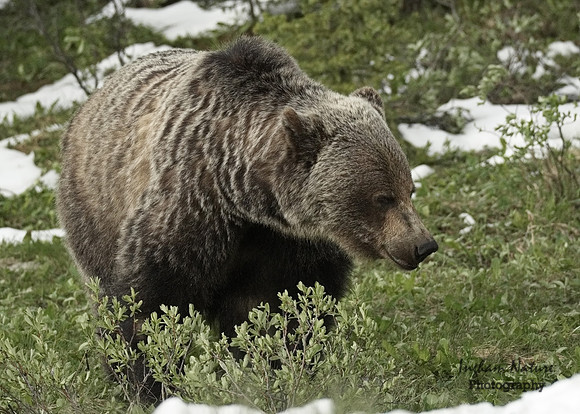 Grizzly Bear - Male