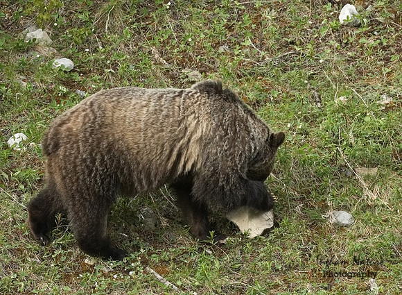 Grizzly Bear - Male