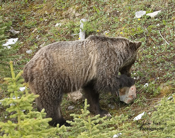 Grizzly Bear - Male