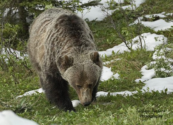Grizzly Bear - Male