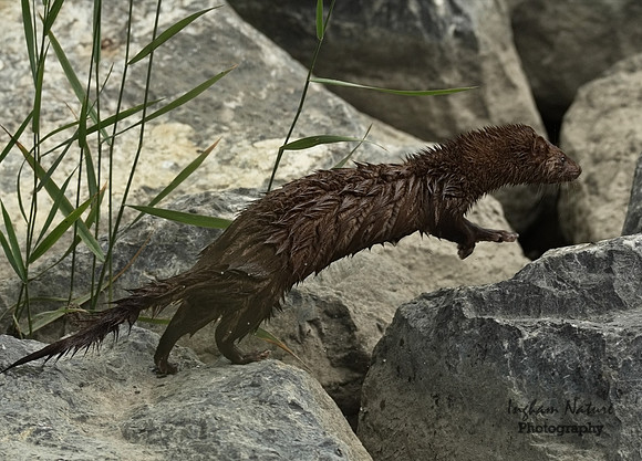 Mink (North American)