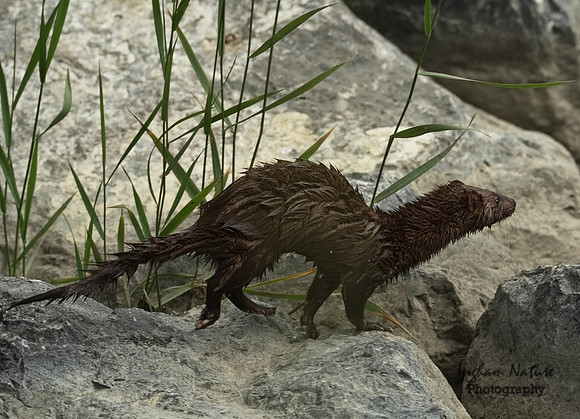 Mink (North American)