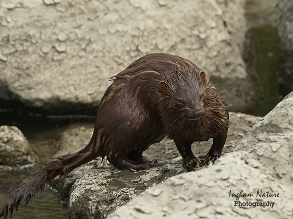 Mink (North American)