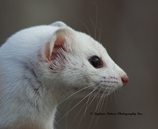 Weasel