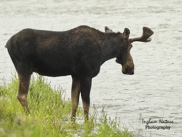 Moose - Male