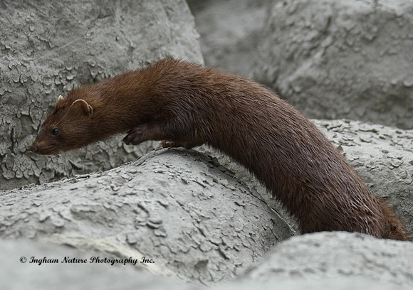 Mink (North American)