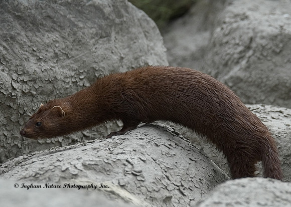 Mink (North American)