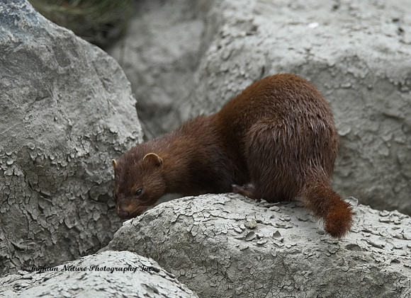 Mink (North American)