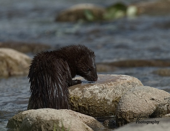 Mink (North American)