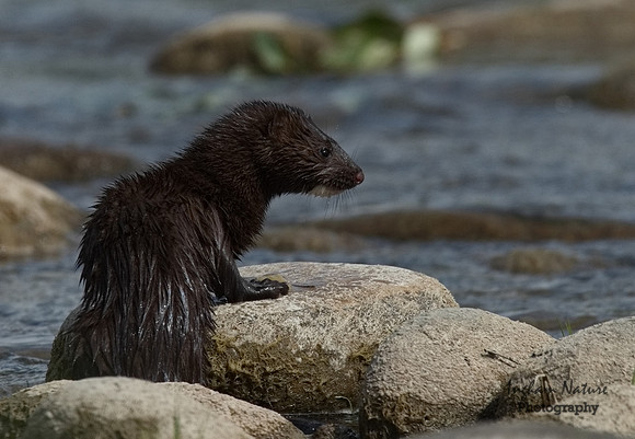 Mink (North American)