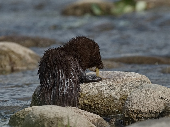 Mink (North American)