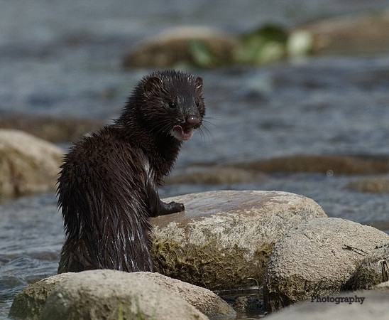 Mink (North American)
