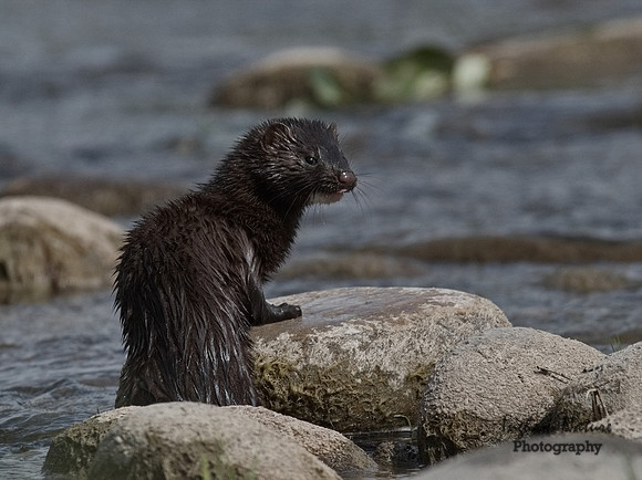 Mink (North American)