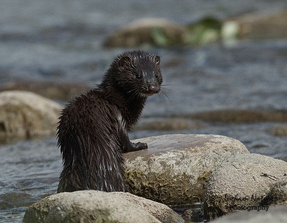 Mink (North American)