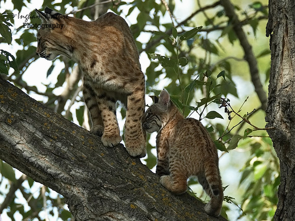 Bobcat (Lynx rufus) - Adult (Female) & Juvenile