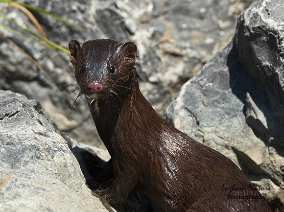 Mink (North American)
