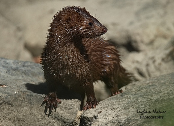 Mink (North American)